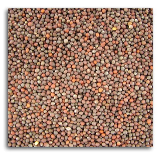 Bulk Broccoli Seeds - 5 lbs.