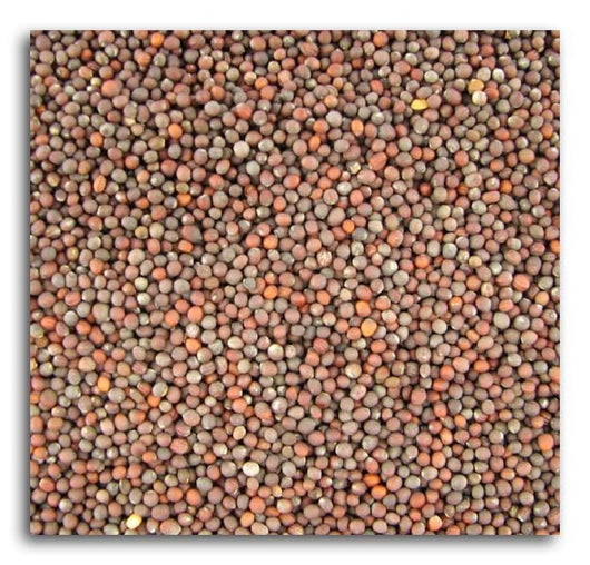 Bulk Broccoli Seeds - 1 lb.