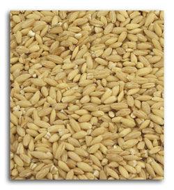 Bulk Barley Hulled Organic - 25 lbs.