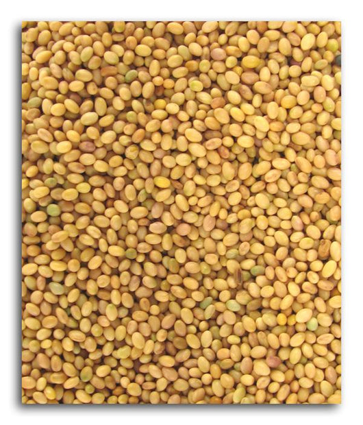 Bulk Clover Seeds - 5 lbs.