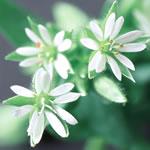 Frontier Bulk Chickweed Herb Powder 1 lb.