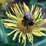 Frontier Bulk Elecampane Root Cut & Sifted 25 lb.