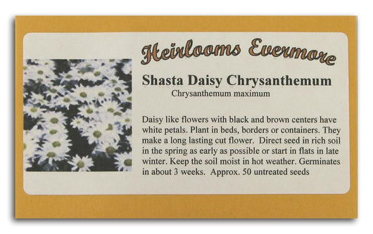 Heirlooms Evermore Shasta Daisy Chrysanthemum - 50 seeds