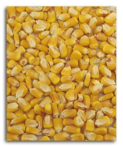 Bulk Whole Corn Organic - 50 lbs.