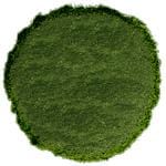 Frontier Bulk Wheat Grass Powder Organic 1 lb.