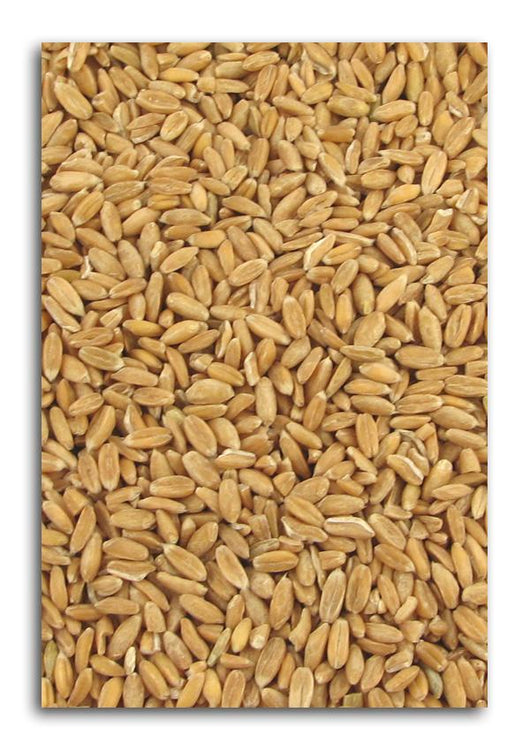 Azure Farm Spelt Grain Organic - 25 lbs.
