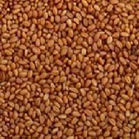 Azure Farm Camelina Seed, Organic - 5 lbs.