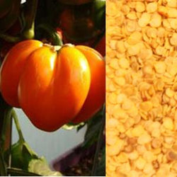 Azure Husbandry Gourmet Orange Bell Pepper Seed, Organic - 12 seeds