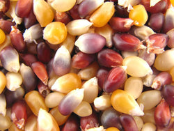 Azure Farm Popcorn Multicolored Organic - 5 lbs.