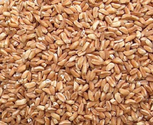 Azure Farm Emmer Grain, Organic - 5 lb