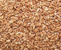Azure Farm Emmer Grain, Organic - 25 lb