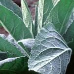 Frontier Bulk Mullein Leaf Cut & Sifted 1 lb.