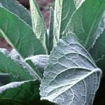 Frontier Bulk Mullein Leaf Powder Organic 1 lb.