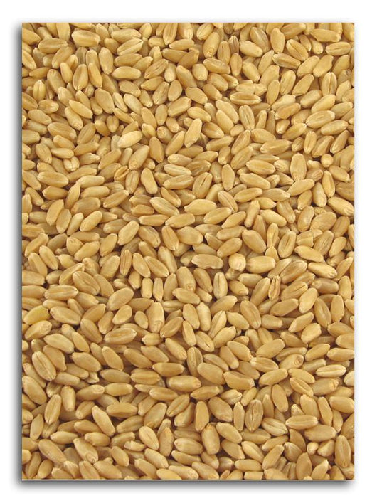 Bulk Hard White Wheat Organic - 25 lbs.