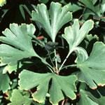 Frontier Bulk Ginkgo Leaf Powder 1 lb.