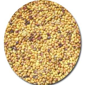Bulk Clover Seeds, Red, Organic - 25 lbs.