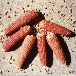 Azure Husbandry Early Pink Popcorn Seed, Organic - 1 oz