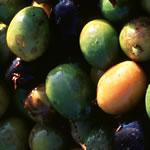 Frontier Bulk Saw Palmetto Berries Cut & Sifted 1 lb.