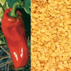 Azure Husbandry Aruba Pepper Seed, Organic - 12 seeds