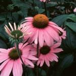 Frontier Bulk Echinacea Angustifolia Herb Cut & Sifted Organic 1 lb.