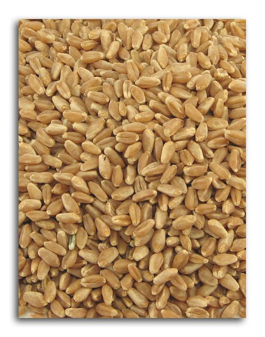 Azure Farm Wheat Hard Red Organic - 50 lbs.