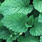 Frontier Bulk Lemon Balm Cut & Sifted Organic 25 lb.